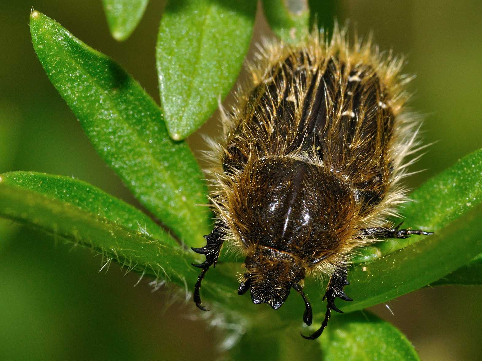 Cetoniidae:  cfr. Tropinota squalida